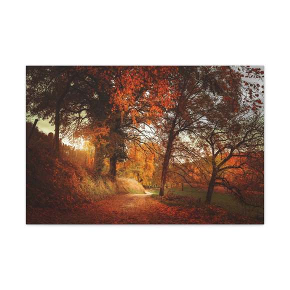Autumn Park Orange Tree Nature Wilderness Photography Canvas Wall Art for Home D